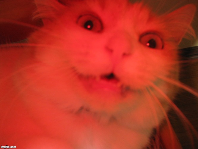 Demon cat | image tagged in demon cat | made w/ Imgflip meme maker