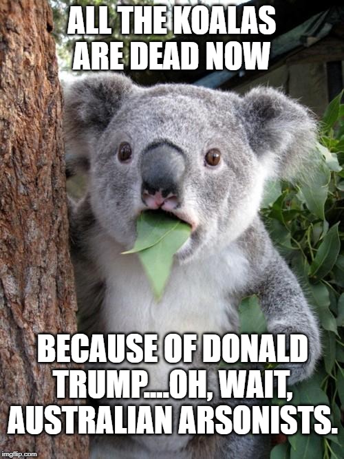 WHO MOURNS FOR THE KOALAS? | ALL THE KOALAS ARE DEAD NOW; BECAUSE OF DONALD TRUMP....OH, WAIT, AUSTRALIAN ARSONISTS. | image tagged in memes,surprised koala,presidential election,donald trump,climate change,paris climate deal | made w/ Imgflip meme maker