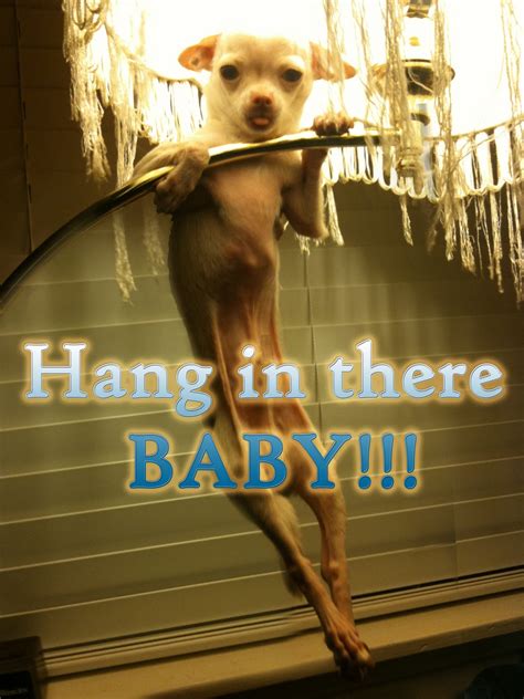 High Quality HANGING CHIHUAHUA Blank Meme Template