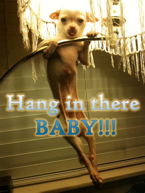 HANGING CHIHUAHUA Blank Meme Template