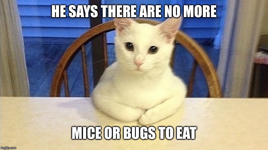 We Need To Talk cat | HE SAYS THERE ARE NO MORE MICE OR BUGS TO EAT | image tagged in we need to talk cat | made w/ Imgflip meme maker