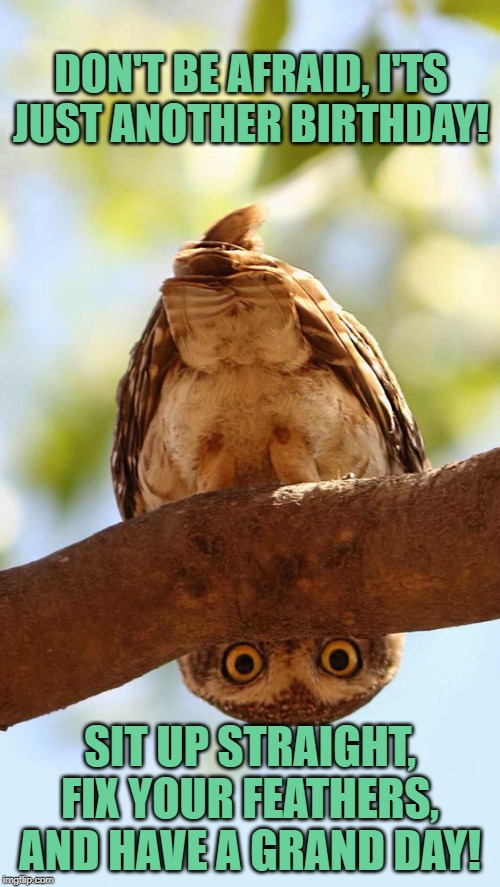 Owl looking | DON'T BE AFRAID, I'TS JUST ANOTHER BIRTHDAY! SIT UP STRAIGHT, FIX YOUR FEATHERS, AND HAVE A GRAND DAY! | image tagged in owl looking | made w/ Imgflip meme maker