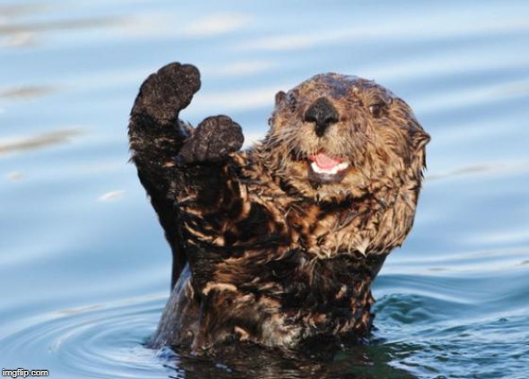 otter celebration | image tagged in otter celebration | made w/ Imgflip meme maker