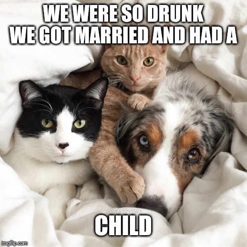 Dog and cats | WE WERE SO DRUNK WE GOT MARRIED AND HAD A CHILD | image tagged in dog and cats | made w/ Imgflip meme maker