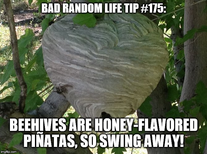 Wasp Hive | BAD RANDOM LIFE TIP #175:; BEEHIVES ARE HONEY-FLAVORED PIÑATAS, SO SWING AWAY! | image tagged in wasp hive | made w/ Imgflip meme maker