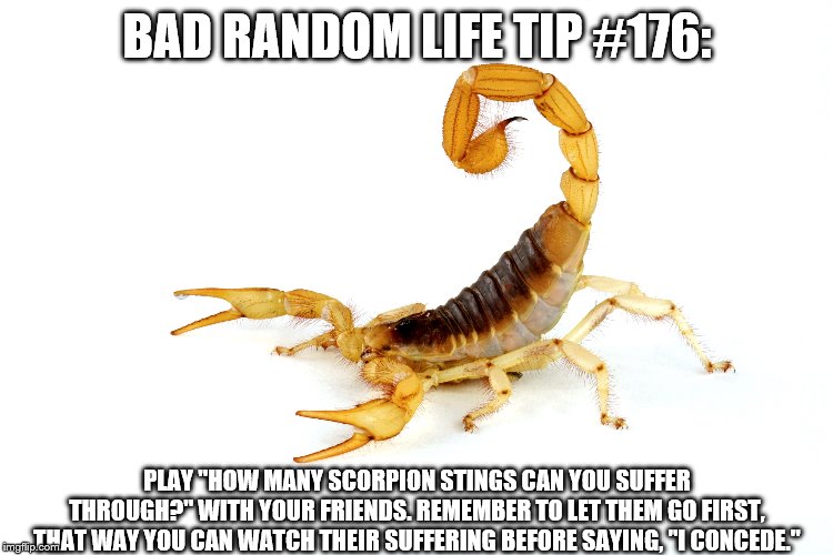 United Scorpion | BAD RANDOM LIFE TIP #176:; PLAY "HOW MANY SCORPION STINGS CAN YOU SUFFER THROUGH?" WITH YOUR FRIENDS. REMEMBER TO LET THEM GO FIRST, THAT WAY YOU CAN WATCH THEIR SUFFERING BEFORE SAYING, "I CONCEDE." | image tagged in united scorpion | made w/ Imgflip meme maker