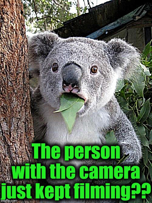 Surprised Koala Meme | The person with the camera just kept filming?? | image tagged in memes,surprised koala | made w/ Imgflip meme maker