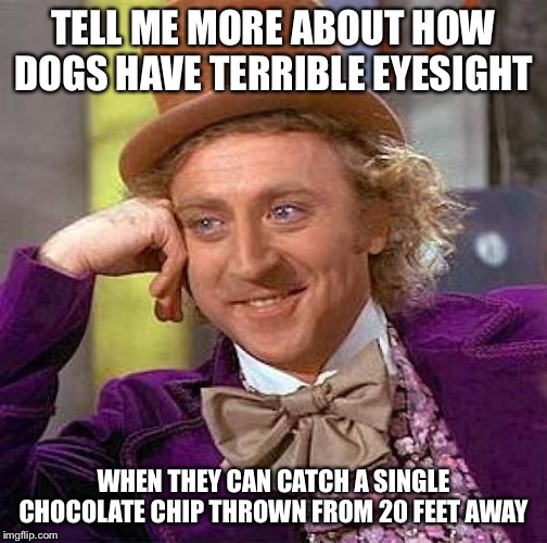 Creepy Condescending Wonka | TELL ME MORE ABOUT HOW DOGS HAVE TERRIBLE EYESIGHT; WHEN THEY CAN CATCH A SINGLE CHOCOLATE CHIP THROWN FROM 20 FEET AWAY | image tagged in memes,creepy condescending wonka | made w/ Imgflip meme maker