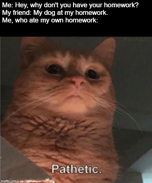 Pathetic Cat | Me: Hey, why don't you have your homework?
My friend: My dog at my homework.
Me, who ate my own homework: | image tagged in pathetic cat,homework,eating,dogs | made w/ Imgflip meme maker