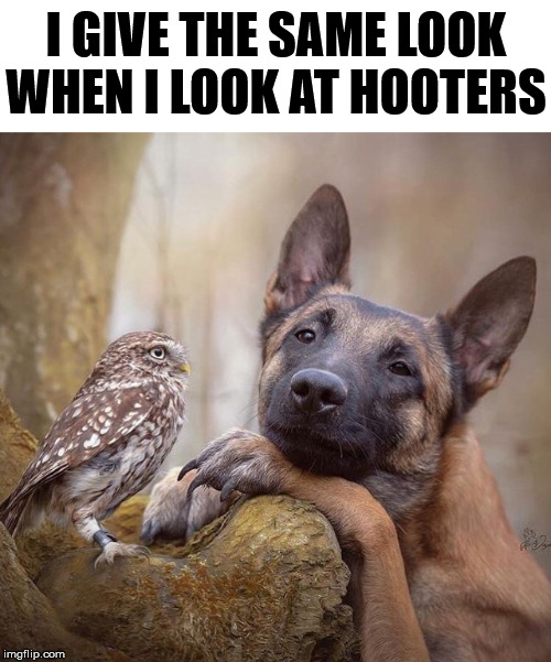 My spirit animal with that look of satisfaction. |  I GIVE THE SAME LOOK WHEN I LOOK AT HOOTERS | image tagged in that look you give,hooters,satisfied | made w/ Imgflip meme maker