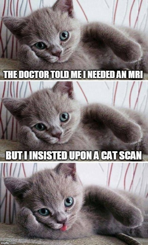 Bad Pun Kitten | THE DOCTOR TOLD ME I NEEDED AN MRI; BUT I INSISTED UPON A CAT SCAN | image tagged in bad pun kitten,cat scan,mri,concussion,memes,cats | made w/ Imgflip meme maker