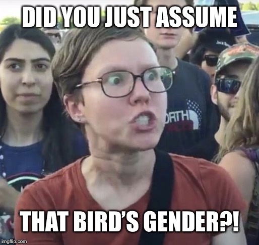 Triggered feminist | DID YOU JUST ASSUME THAT BIRD’S GENDER?! | image tagged in triggered feminist | made w/ Imgflip meme maker