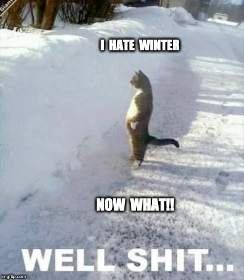 Cat | I  HATE  WINTER; NOW  WHAT!! | image tagged in cute cat,funny cats,funny meme,funny,lol so funny | made w/ Imgflip meme maker
