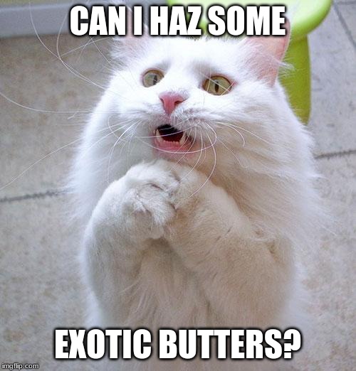 Pwease? | CAN I HAZ SOME; EXOTIC BUTTERS? | image tagged in begging cat,exotic butters | made w/ Imgflip meme maker