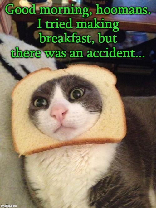Good morning, hoomans! | Good morning, hoomans.
I tried making breakfast, but there was an accident... | image tagged in good morning,cats,bread | made w/ Imgflip meme maker