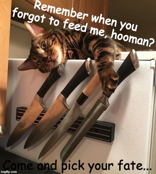 This cat is like a Yandere... | Remember when you forgot to feed me, hooman? Come and pick your fate... | image tagged in cat with knives,yandere,cats,knives,knife | made w/ Imgflip meme maker
