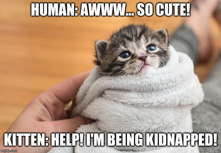 HUMAN: AWWW... SO CUTE! KITTEN: HELP! I'M BEING KIDNAPPED! | image tagged in cat | made w/ Imgflip meme maker