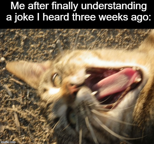 Laughing cat | Me after finally understanding a joke I heard three weeks ago: | image tagged in laughing cat,laugh,jokes,week week,week week week week week week week week week week week week,yes | made w/ Imgflip meme maker