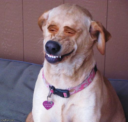 Dog smile | image tagged in dog smile | made w/ Imgflip meme maker