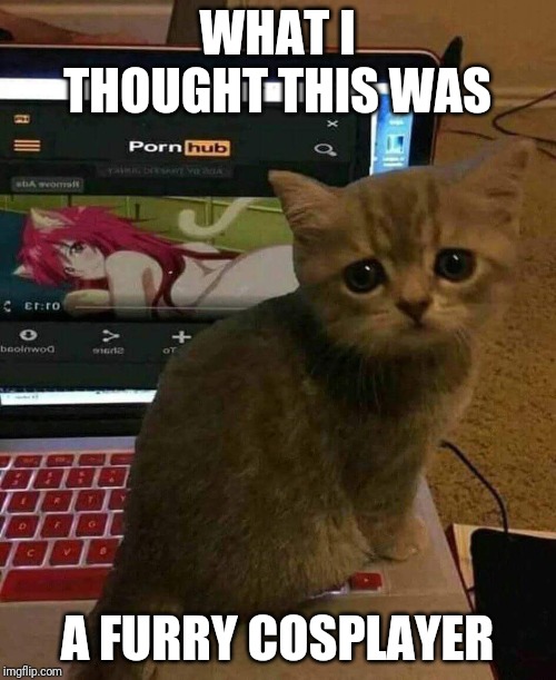 PERVERTED KITTEN | WHAT I THOUGHT THIS WAS; A FURRY COSPLAYER | image tagged in perverted kitten | made w/ Imgflip meme maker