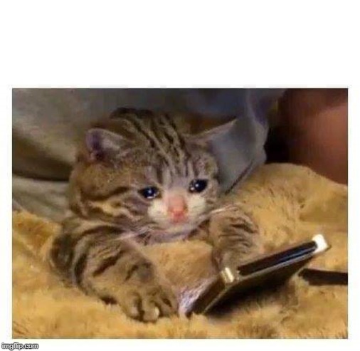 Crying Cat | image tagged in crying cat | made w/ Imgflip meme maker