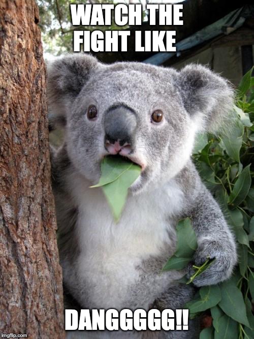 Surprised Koala Meme | WATCH THE FIGHT LIKE; DANGGGGG!! | image tagged in memes,surprised koala | made w/ Imgflip meme maker