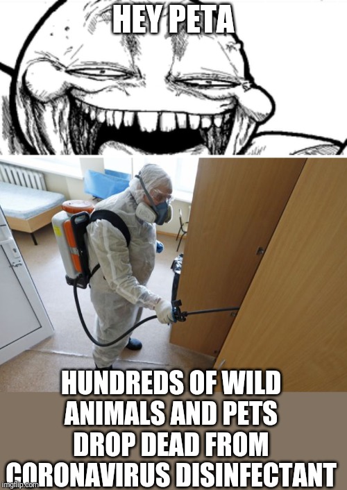 HEY PETA; HUNDREDS OF WILD ANIMALS AND PETS DROP DEAD FROM CORONAVIRUS DISINFECTANT | image tagged in funny memes | made w/ Imgflip meme maker