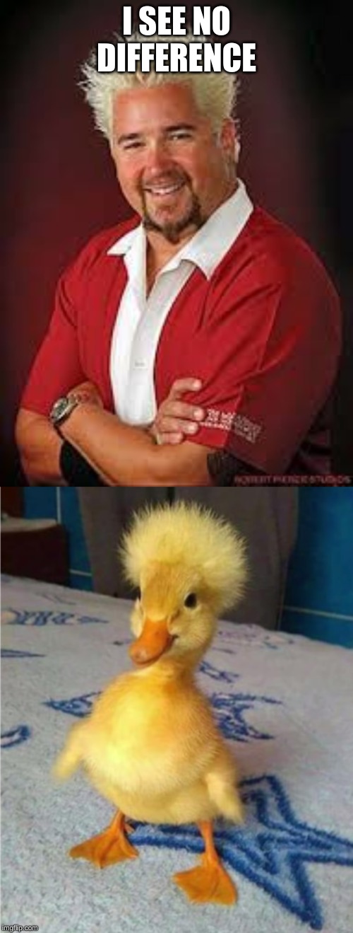 I SEE NO DIFFERENCE | image tagged in guy fieri,duck,memes | made w/ Imgflip meme maker