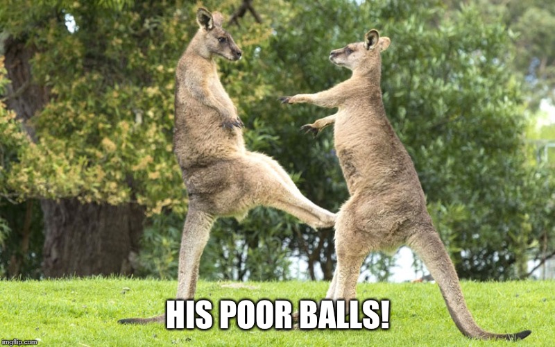 Oh the pain | HIS POOR BALLS! | image tagged in kangaroo,balls,oh no,pain | made w/ Imgflip meme maker