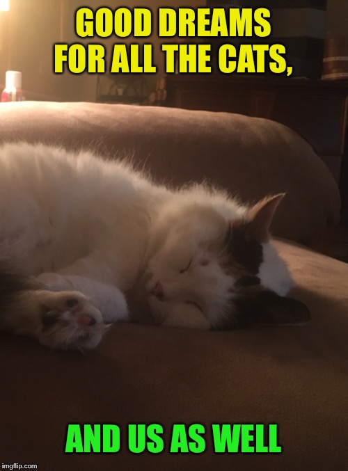 GOOD DREAMS FOR ALL THE CATS, AND US AS WELL | made w/ Imgflip meme maker