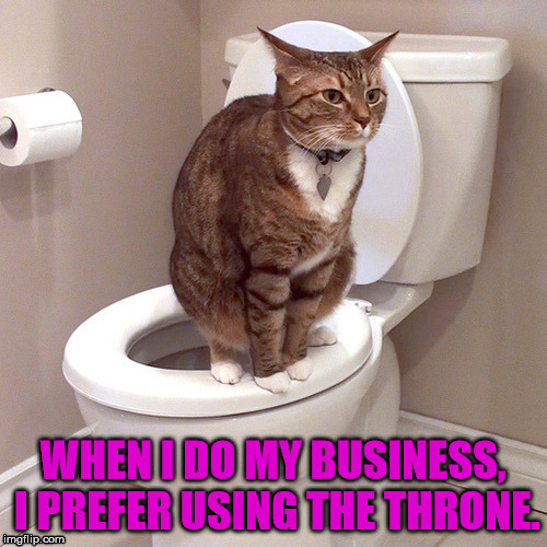 image tagged in cats | made w/ Imgflip meme maker