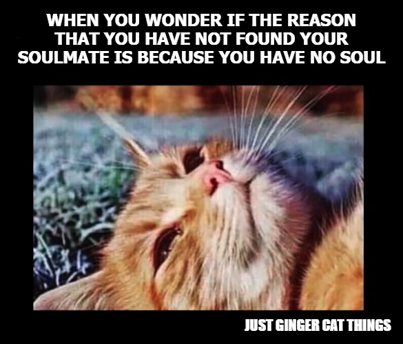 WHEN YOU WONDER IF THE REASON THAT YOU HAVE NOT FOUND YOUR SOULMATE IS BECAUSE YOU HAVE NO SOUL; JUST GINGER CAT THINGS | image tagged in ginger | made w/ Imgflip meme maker