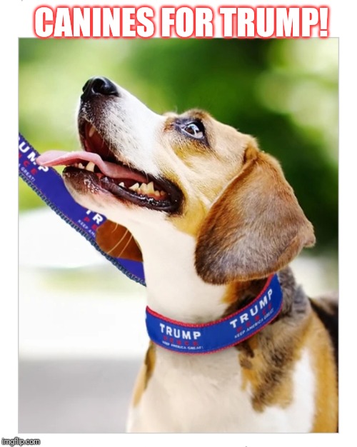 CANINES FOR TRUMP! | image tagged in donald trump approves | made w/ Imgflip meme maker