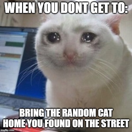 Crying cat | WHEN YOU DONT GET TO:; BRING THE RANDOM CAT HOME YOU FOUND ON THE STREET | image tagged in crying cat | made w/ Imgflip meme maker