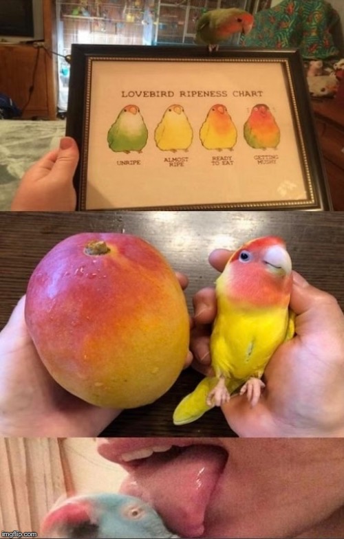 I saw a meme with the top frame, so I found an extended version. | image tagged in lovebirds,extended meme,memes,birds | made w/ Imgflip meme maker