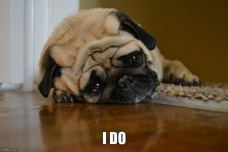 sad pug | I DO | image tagged in sad pug | made w/ Imgflip meme maker