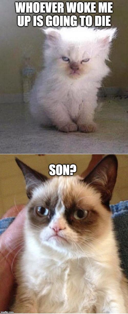 Grumpy Cats | WHOEVER WOKE ME UP IS GOING TO DIE; SON? | image tagged in memes,grumpy cats,grumpy cat | made w/ Imgflip meme maker