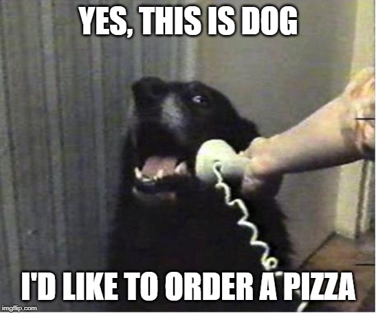 He Wants a Pizza | YES, THIS IS DOG; I'D LIKE TO ORDER A PIZZA | image tagged in memes,dogs,yes this is dog | made w/ Imgflip meme maker