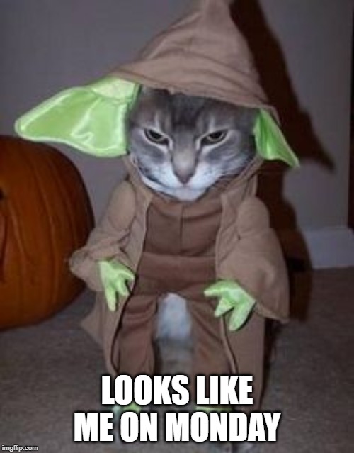 Cat yoda | LOOKS LIKE ME ON MONDAY | image tagged in cats | made w/ Imgflip meme maker