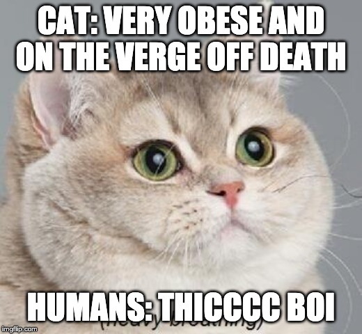 Heavy Breathing Cat Meme | CAT: VERY OBESE AND ON THE VERGE OFF DEATH; HUMANS: THICCCC BOI | image tagged in memes,heavy breathing cat | made w/ Imgflip meme maker