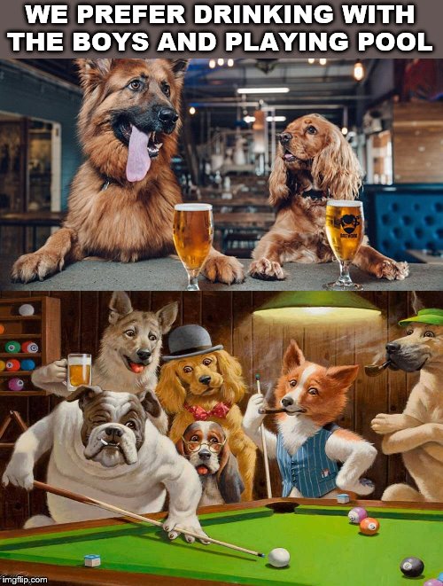 Dogs are awesome | WE PREFER DRINKING WITH THE BOYS AND PLAYING POOL | image tagged in dog drinking,pool | made w/ Imgflip meme maker