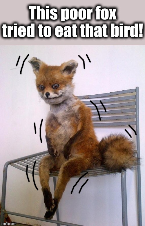 Stoned Fox | This poor fox tried to eat that bird! | image tagged in stoned fox | made w/ Imgflip meme maker