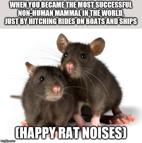 Rats | WHEN YOU BECAME THE MOST SUCCESSFUL NON-HUMAN MAMMAL IN THE WORLD, JUST BY HITCHING RIDES ON BOATS AND SHIPS; (HAPPY RAT NOISES) | image tagged in rats | made w/ Imgflip meme maker