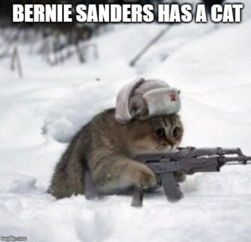 russian cat | BERNIE SANDERS HAS A CAT | image tagged in russian cat | made w/ Imgflip meme maker