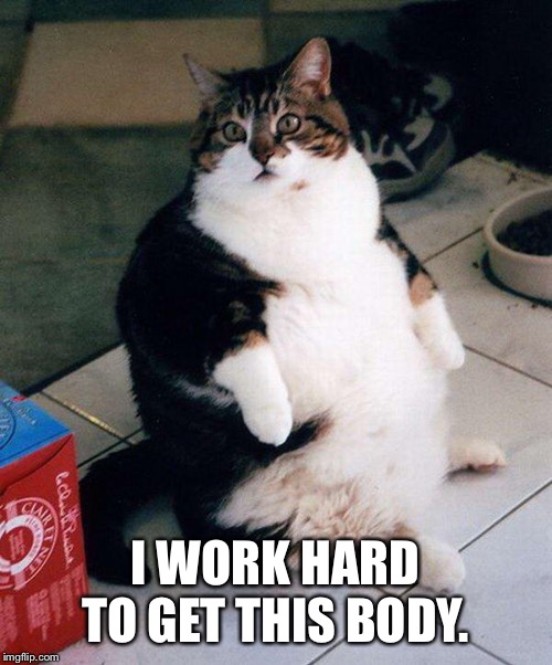 fat cat | I WORK HARD TO GET THIS BODY. | image tagged in fat cat | made w/ Imgflip meme maker