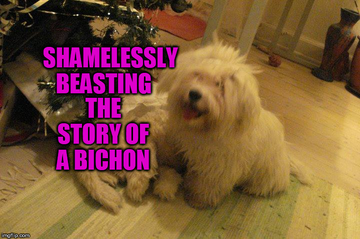 Shamelessly Beasting | SHAMELESSLY BEASTING; THE STORY OF A BICHON | image tagged in selfie dogs | made w/ Imgflip meme maker