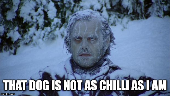 Cold | THAT DOG IS NOT AS CHILLI AS I AM | image tagged in cold | made w/ Imgflip meme maker