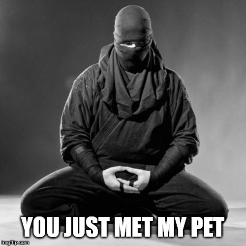 Ninja Zen | YOU JUST MET MY PET | image tagged in ninja zen | made w/ Imgflip meme maker