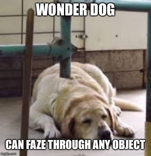 WONDER DOG; CAN FAZE THROUGH ANY OBJECT | image tagged in memes | made w/ Imgflip meme maker