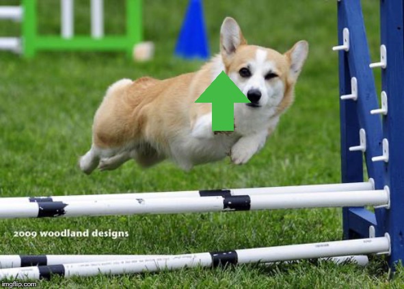 awesome corgi andshit | image tagged in awesome corgi andshit | made w/ Imgflip meme maker